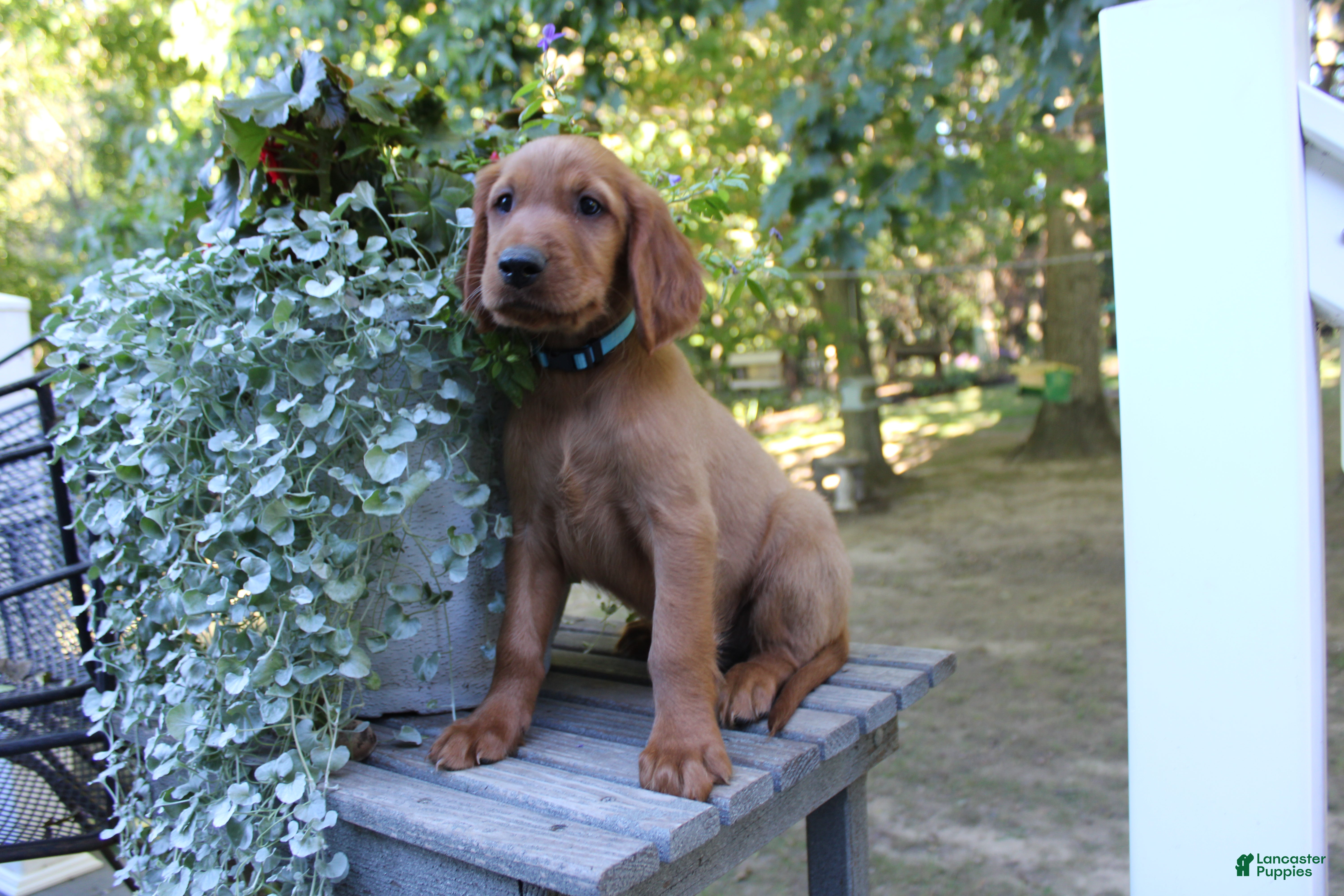 Mixed Breed dogs for sale: cooper - Ad 1