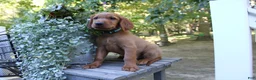 Mixed Breed dogs for sale: cooper - Ad 1