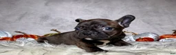 Mixed Breed dogs for sale: Mr. Bruce - Ad 5