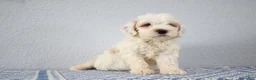 Mini Goldendoodle dogs for sale: Vlad - Ad 4