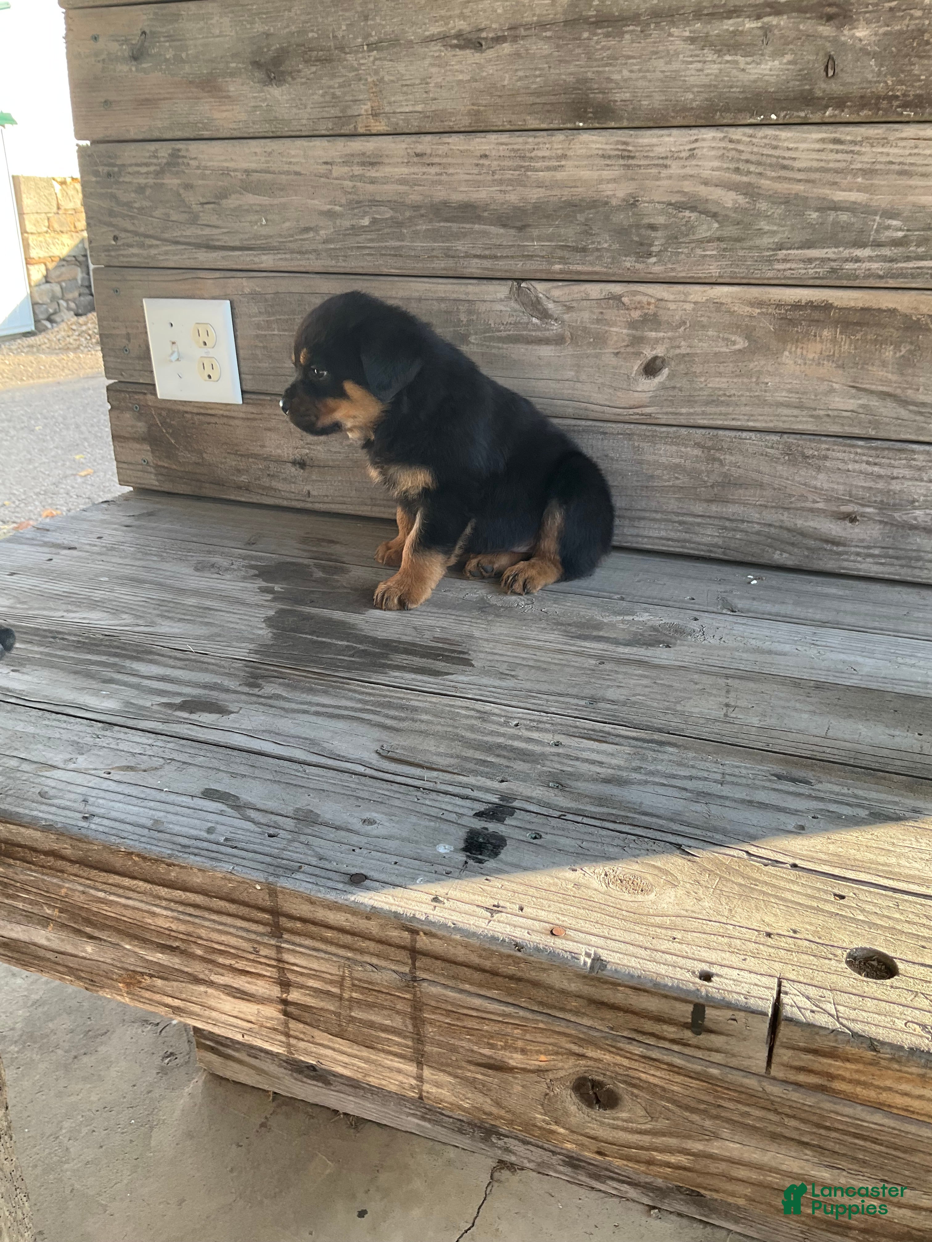 Rottweiler dogs Dasher - Ad 2