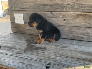 Rottweiler dogs for sale: Dasher - Ad 3