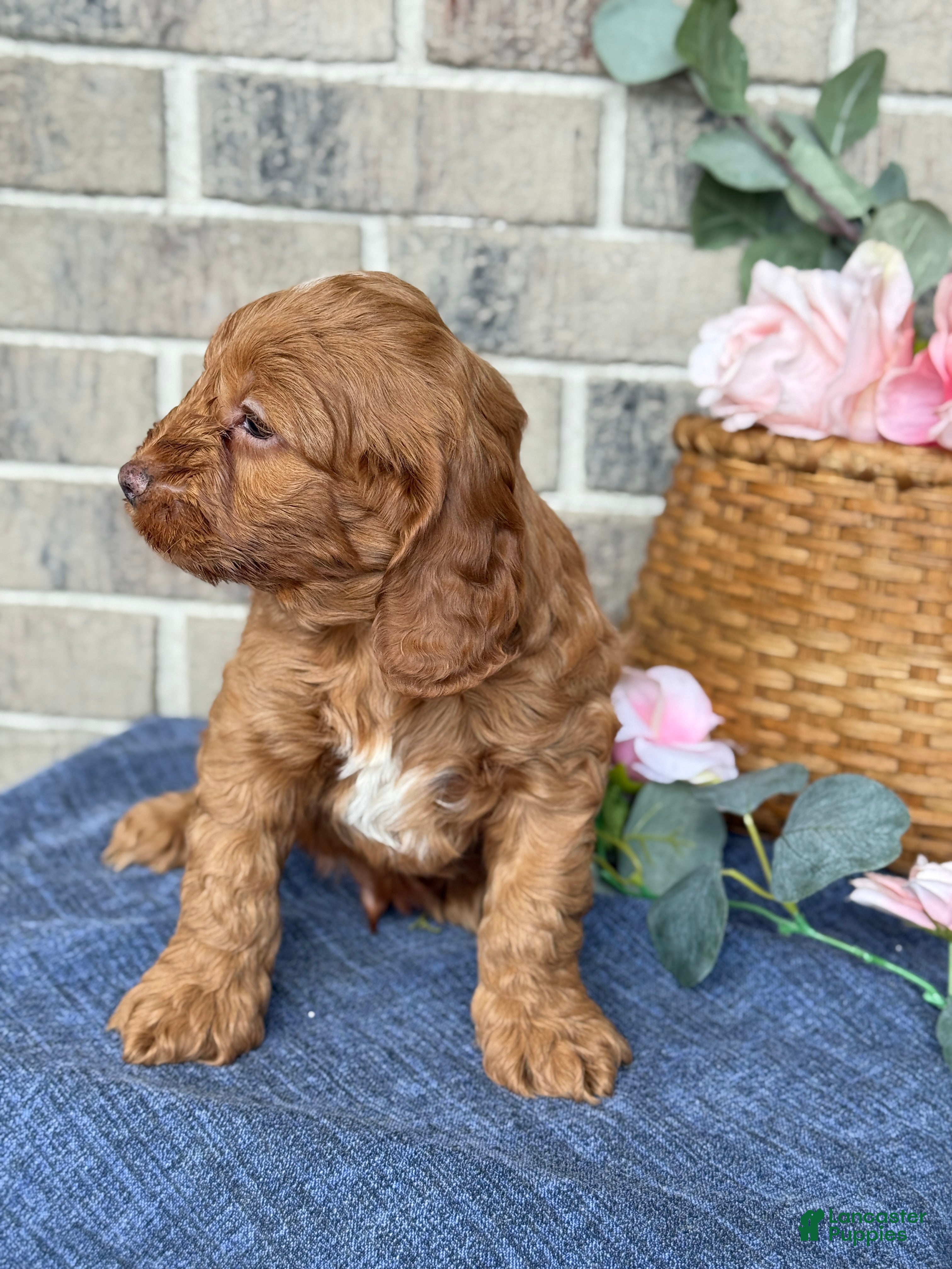 Cockapoo dogs Maverick - Ad 2