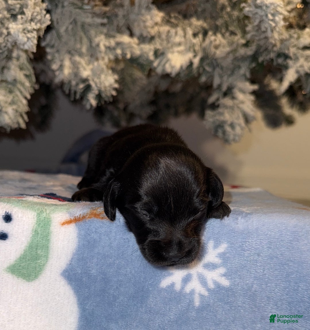 Miniature Dachshund dogs for sale: Dustin - Ad 8