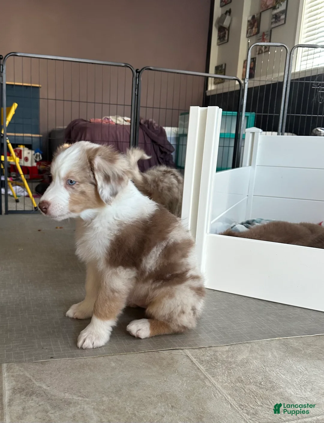 Australian Shepherd dogs for sale: Timeless Tomato - Ad 2