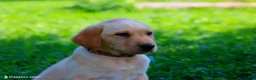 Labrador Retriever dogs for sale: Carolina - Ad 1