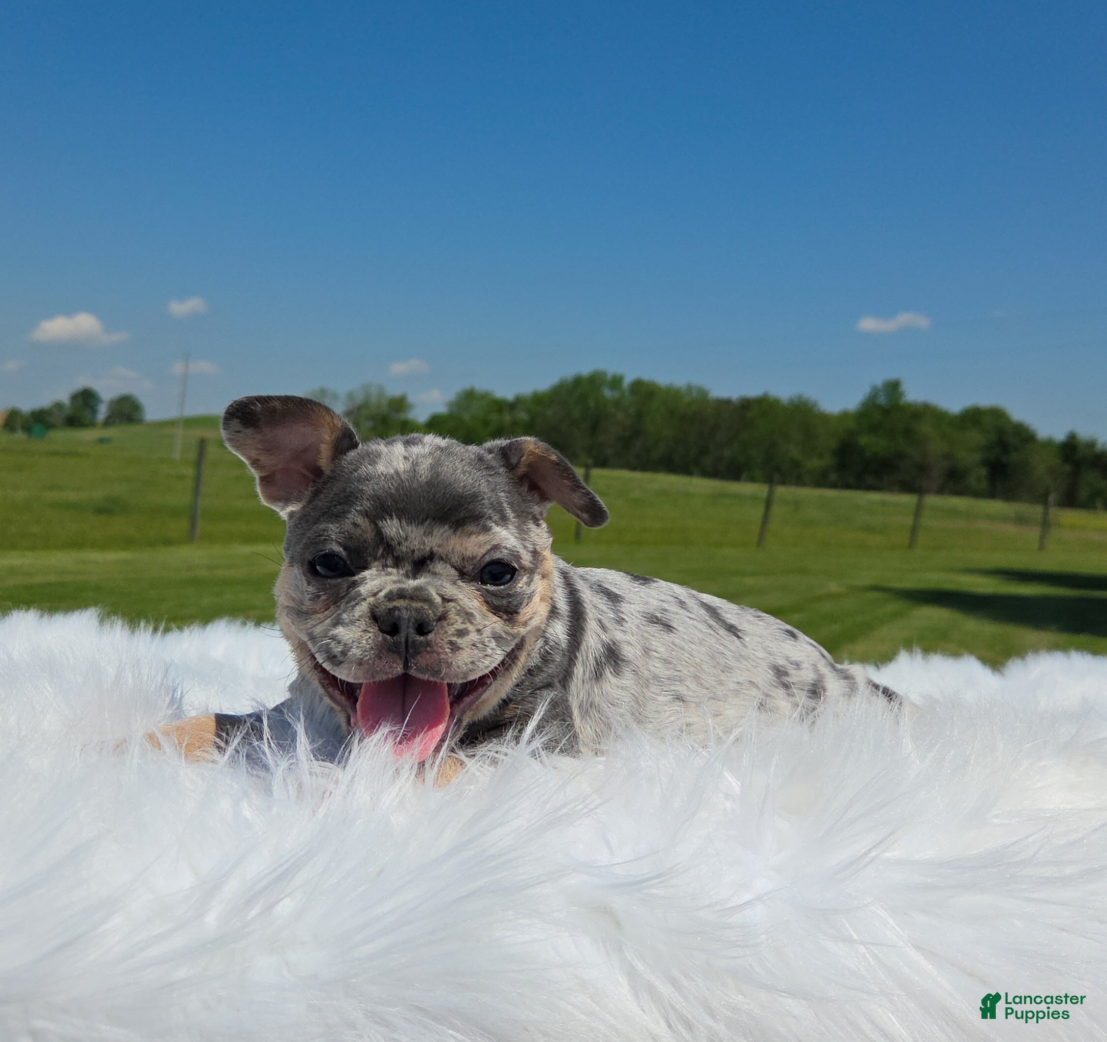 Mixed Breed dogs for sale: Rune - Ad 4