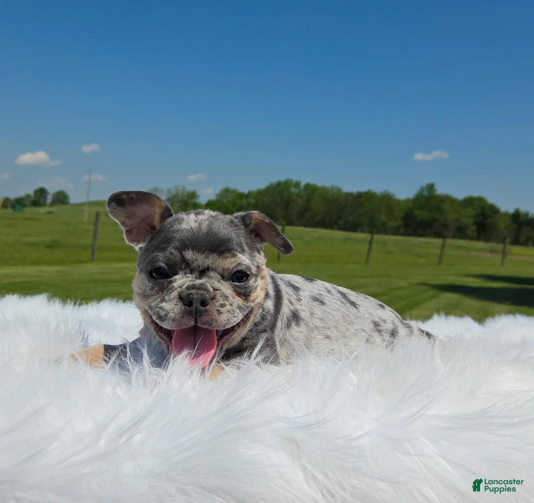 Mixed Breed dogs for sale: Rune - Ad 1