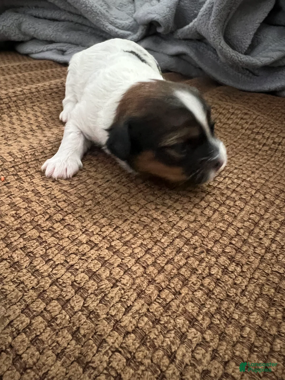 Morkie dogs for sale: Morkie Puppy 3 - Ad 6