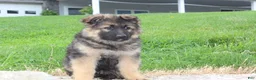 German Shepherd dogs for sale: Evan - Ad 4