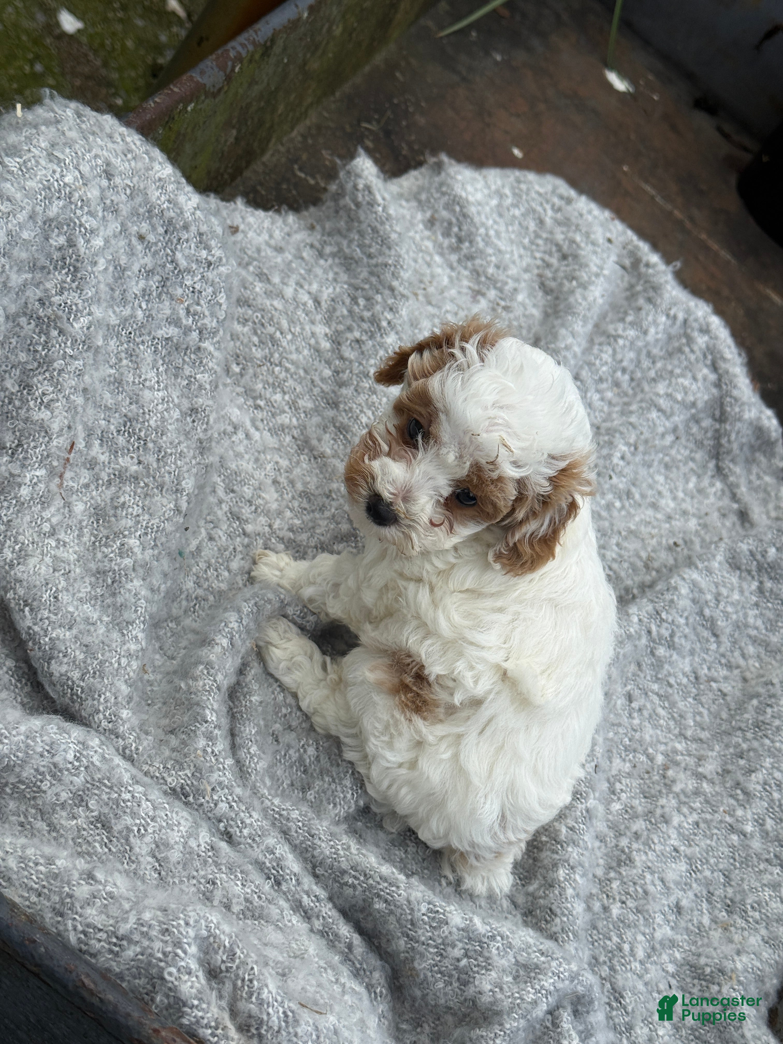 Toy Poodle dogs Chewy - Ad 2