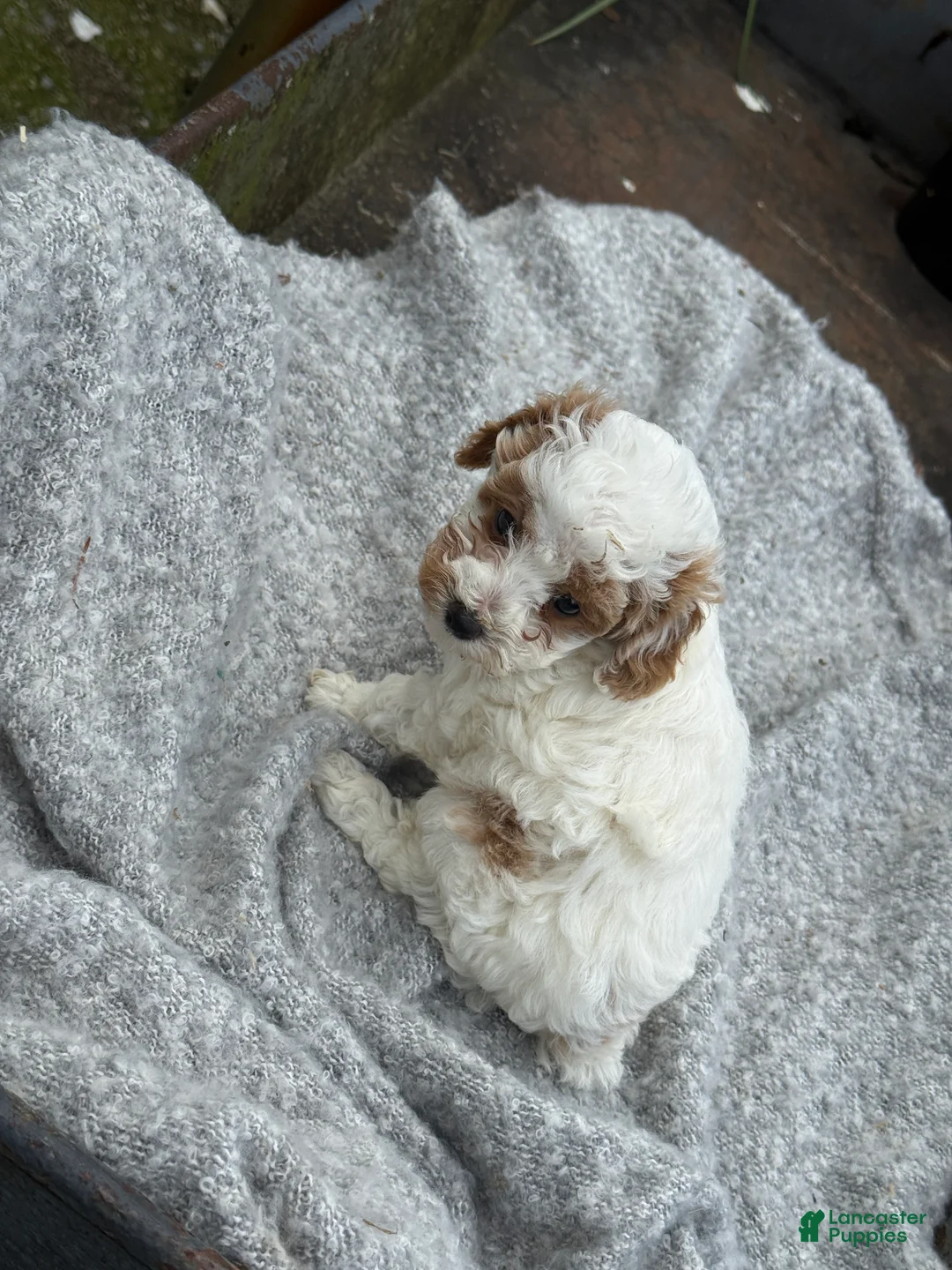 Toy Poodle dogs for sale: Chewy - Ad 2