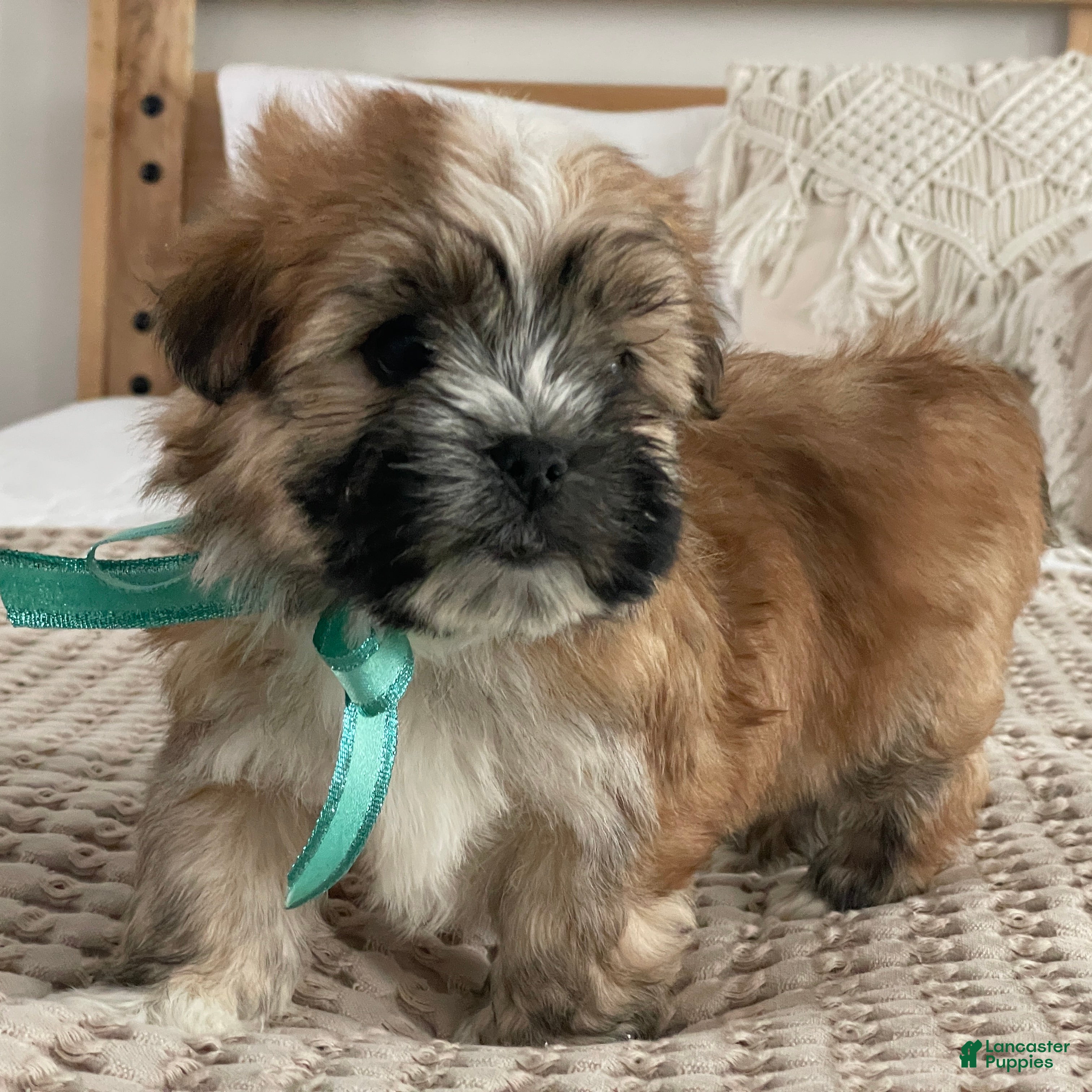 Morkie dogs Nacho - Ad 2