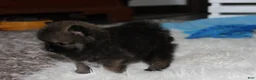 Pomeranian dogs for sale: Buttons  - Ad 5