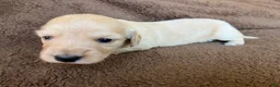 Miniature Dachshund dogs for sale: ORANGE YOU GONNA CUDDLE ME AT HALFTIME - Ad 6