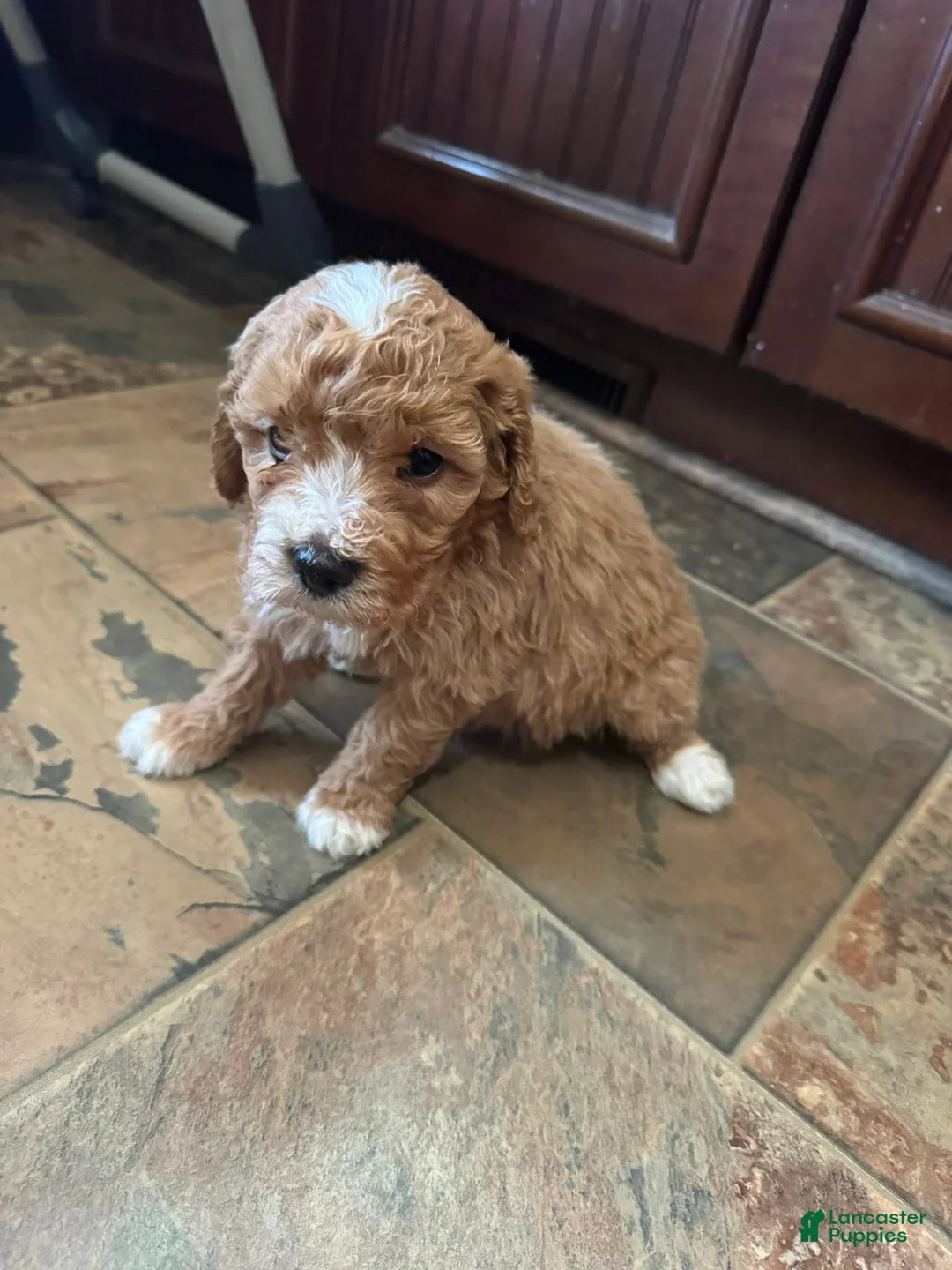 Bernedoodle dogs for sale: mini Bernedoodle Puppy 7 - brown - Ad 2