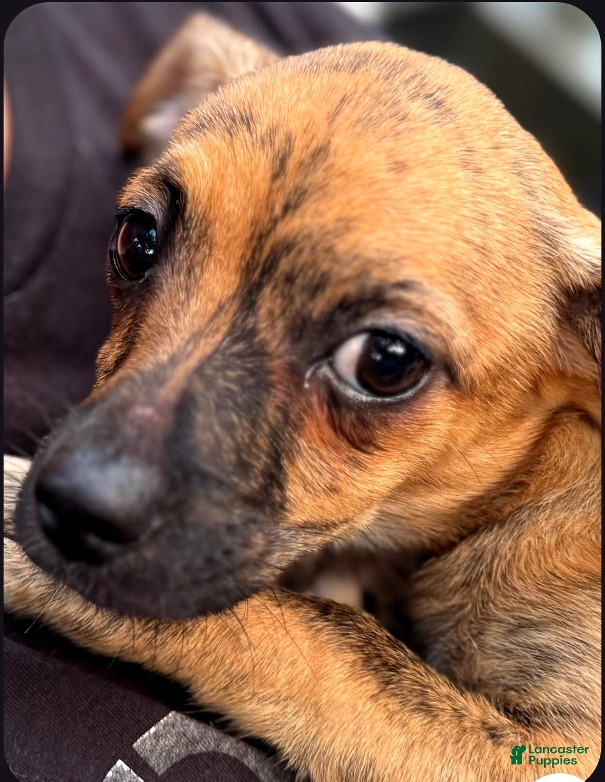 Chiweenie dogs Maya - Ad 15