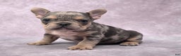 French Bulldog dogs for sale: Romeo - Ad 9