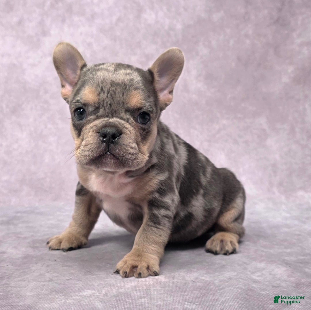 French Bulldog dogs for sale: Romeo - Ad 9