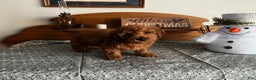 Toy Poodle dogs for sale: Justin - Ad 4