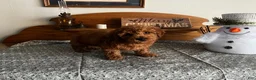 Toy Poodle dogs for sale: Justin - Ad 4