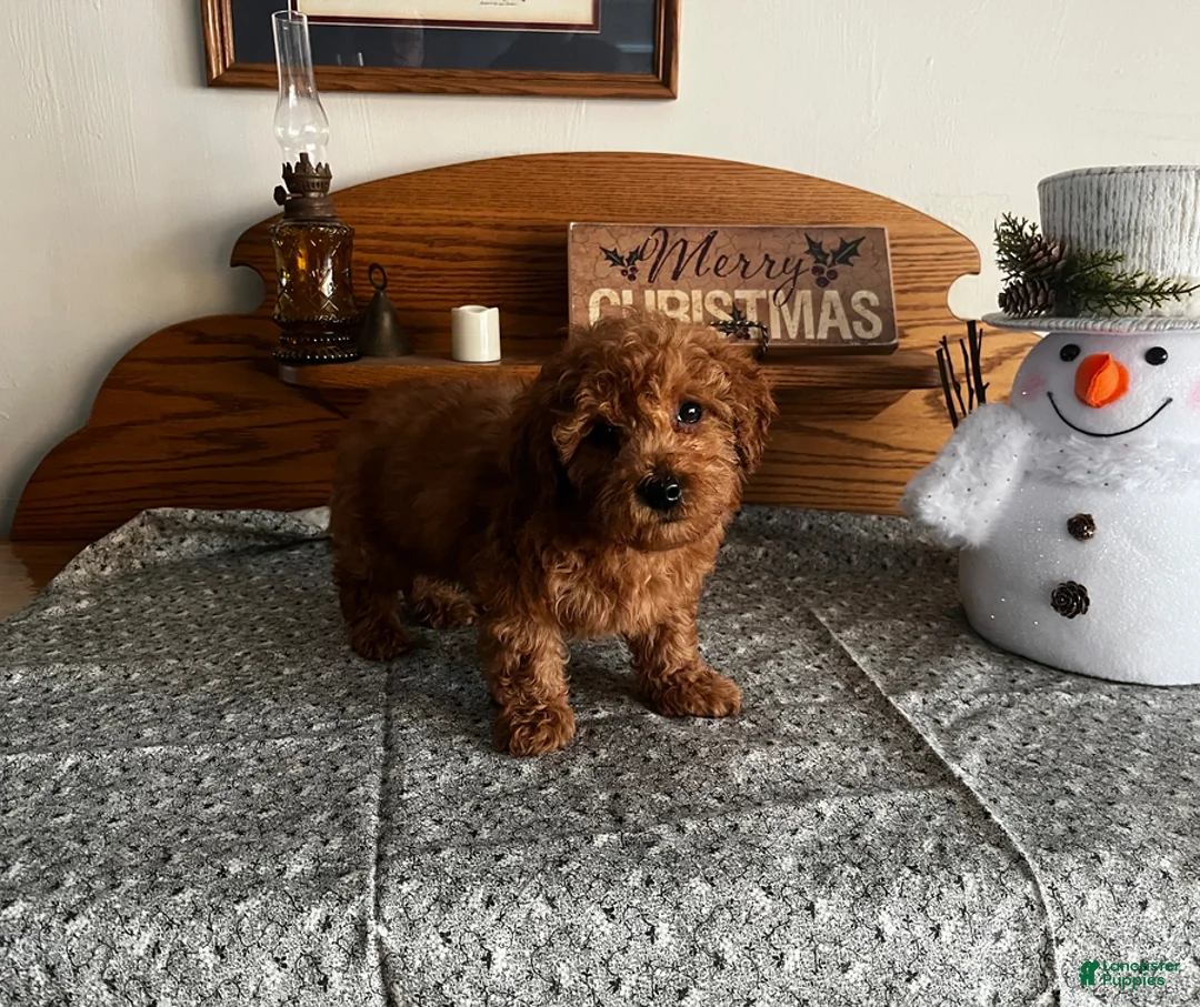 Toy Poodle dogs for sale: Justin - Ad 4