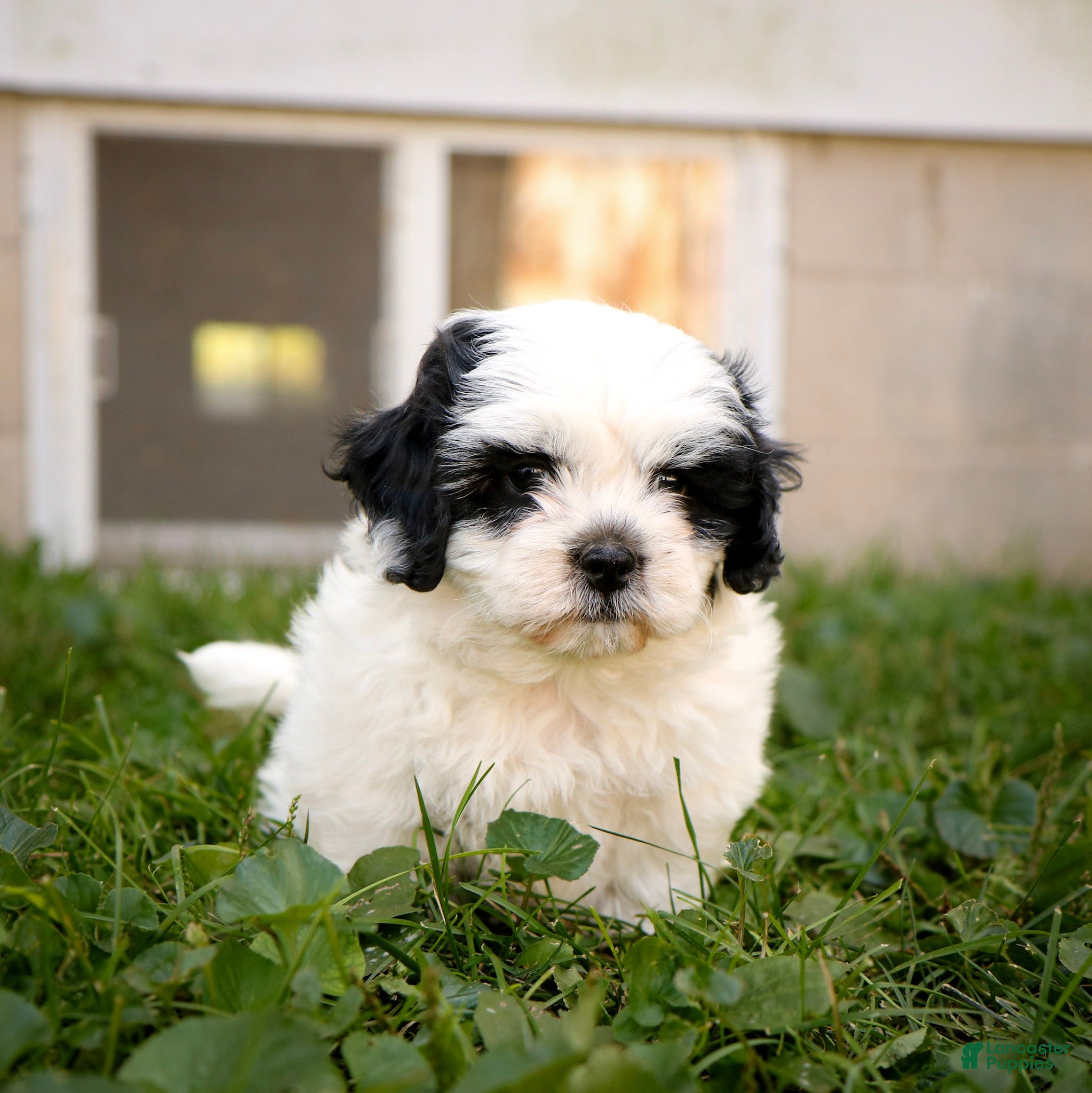 Veronica, Shichon