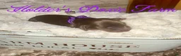 Miniature Dachshund dogs for sale: Haven - Ad 4