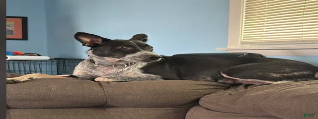 Suka