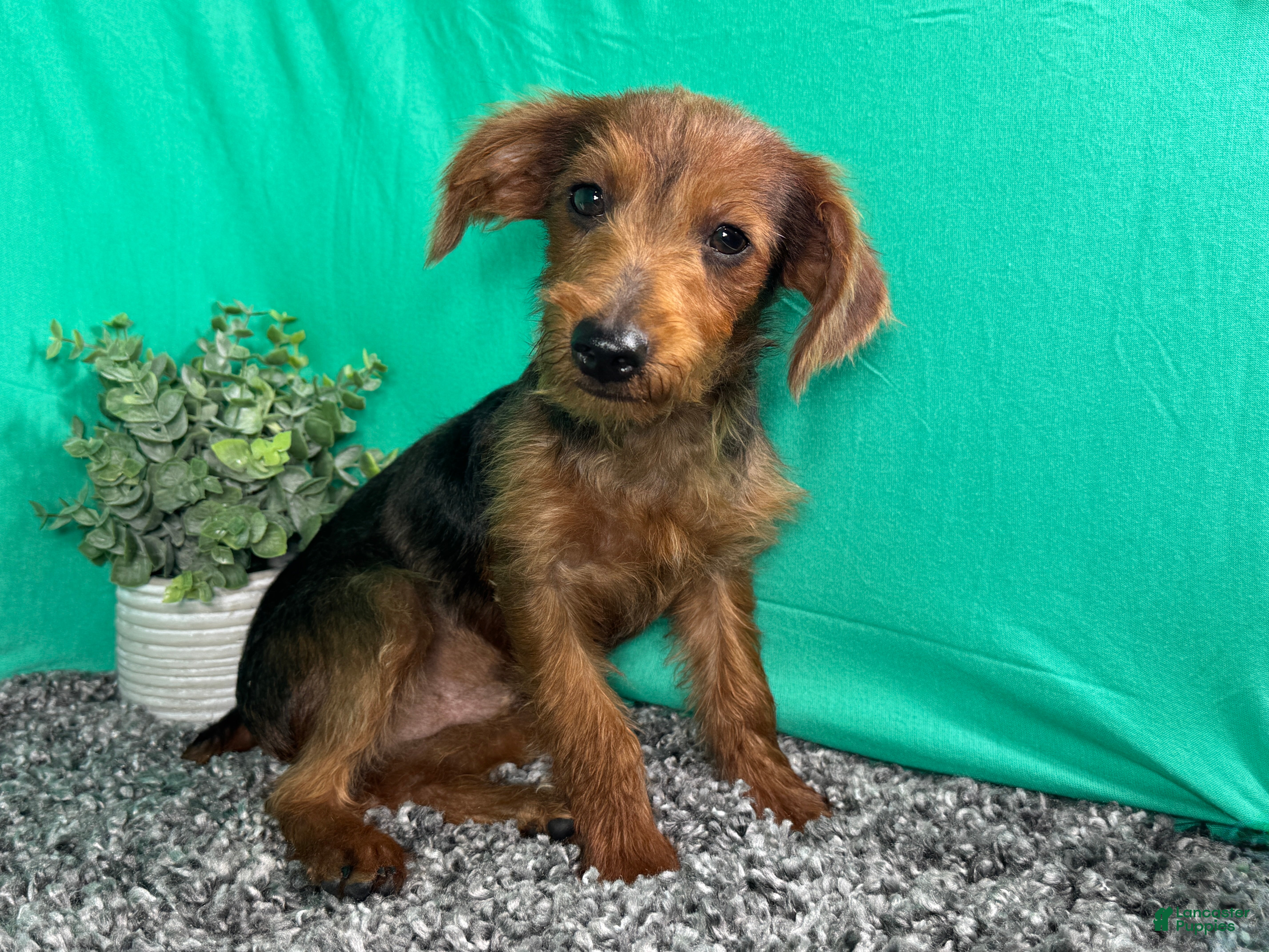 Yorkiepoo dogs Yorkiepoo 1 - Ad 10