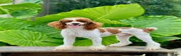 Mini Bernedoodle dogs for sale: Bobby - Ad 14