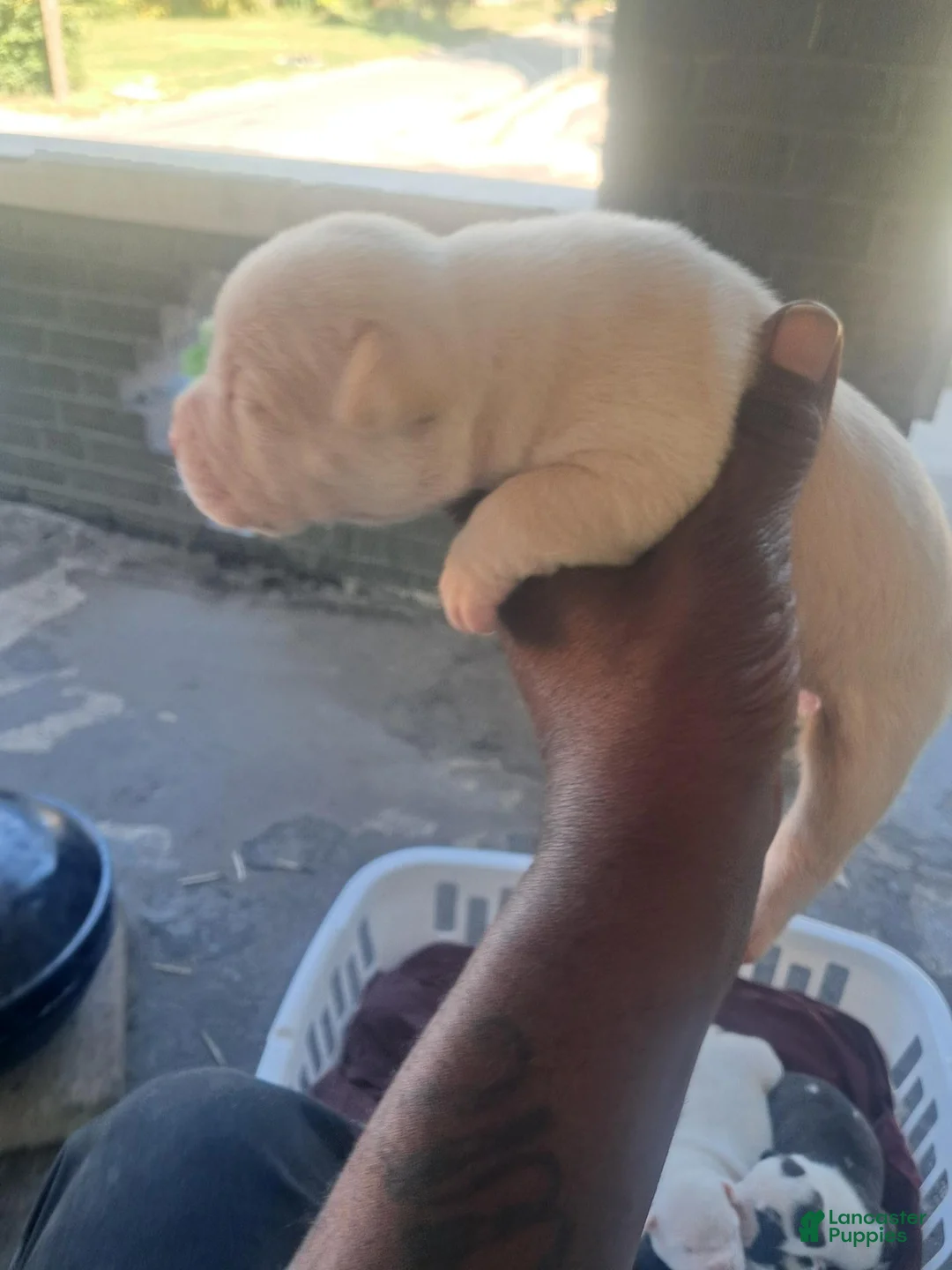 American Pit Bull Terrier dogs for sale: American Pit Bull Terrier 5 - Ad 1