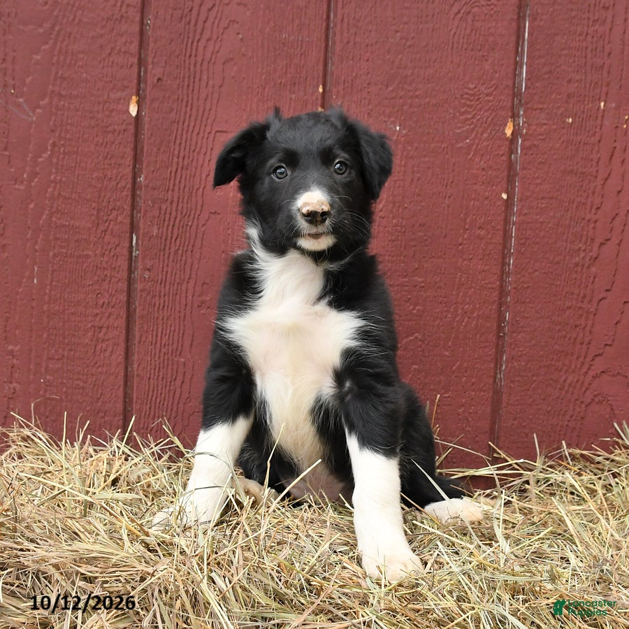 Border Collie dogs for sale: Clyde - Ad 1