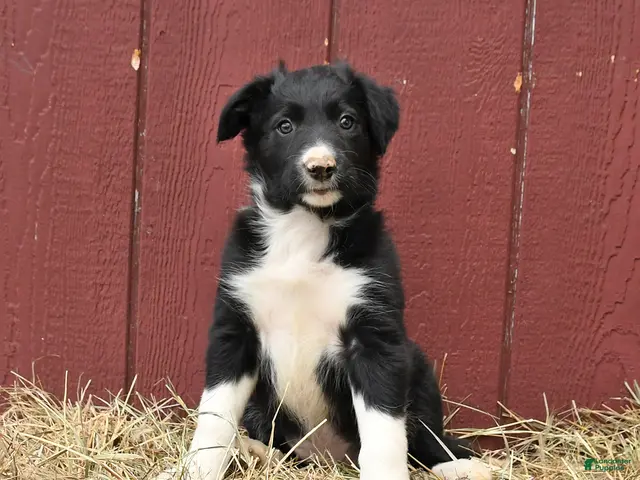 Border Collie dogs for sale: Clyde - Ad 1