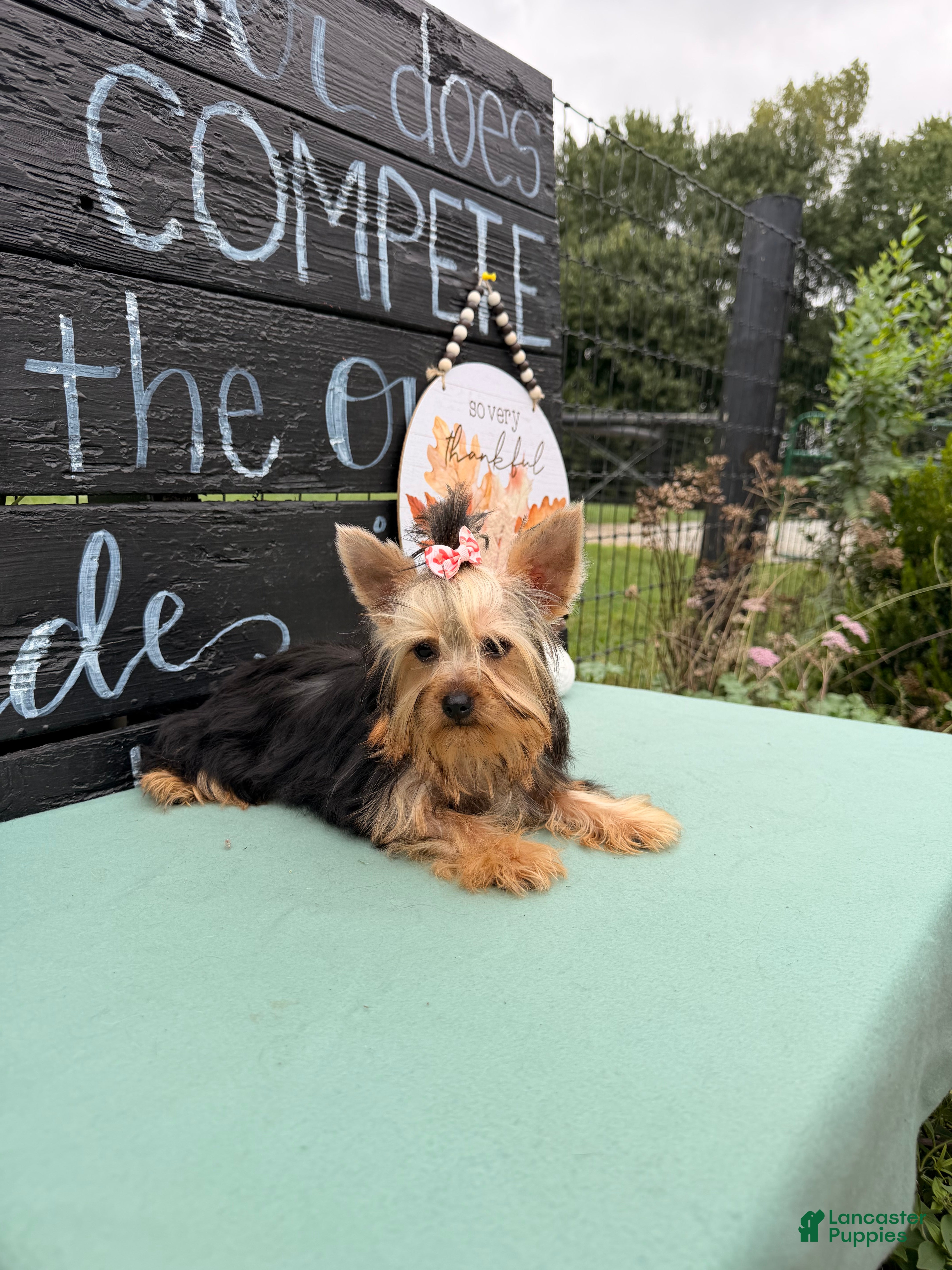 Yorkshire Terrier dogs Nicole Yorkshire Terrier  - Ad 2