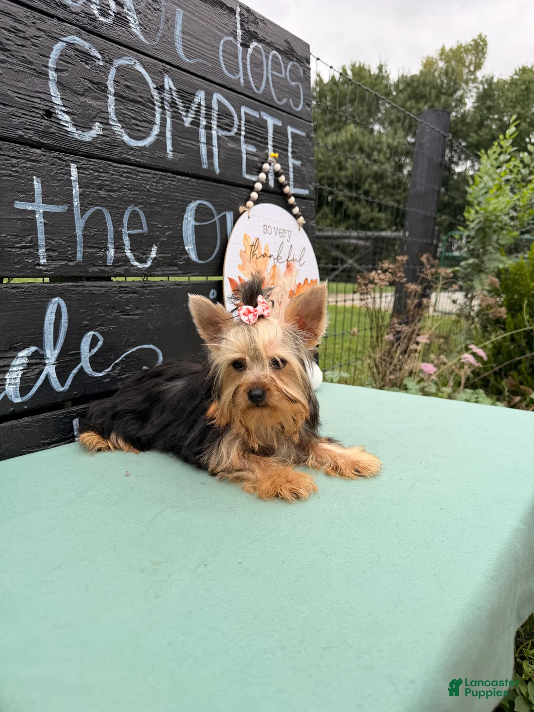 Yorkshire Terrier dogs for sale: Nicole Yorkshire Terrier  - Ad 2