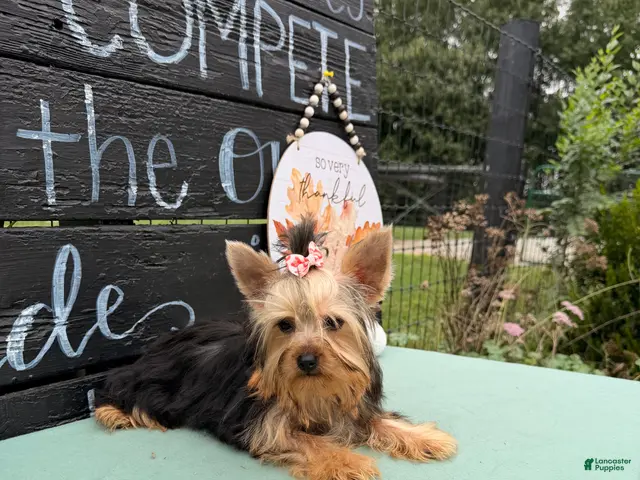 Yorkshire Terrier dogs Nicole Yorkshire Terrier - Ad 2