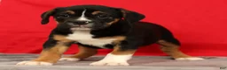 Beabull dogs for sale: Cassie - Ad 5