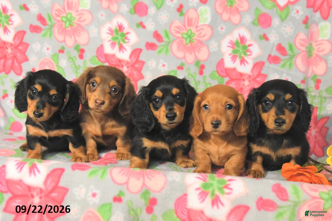 Miniature Dachshund dogs for sale: Rascal - Ad 3