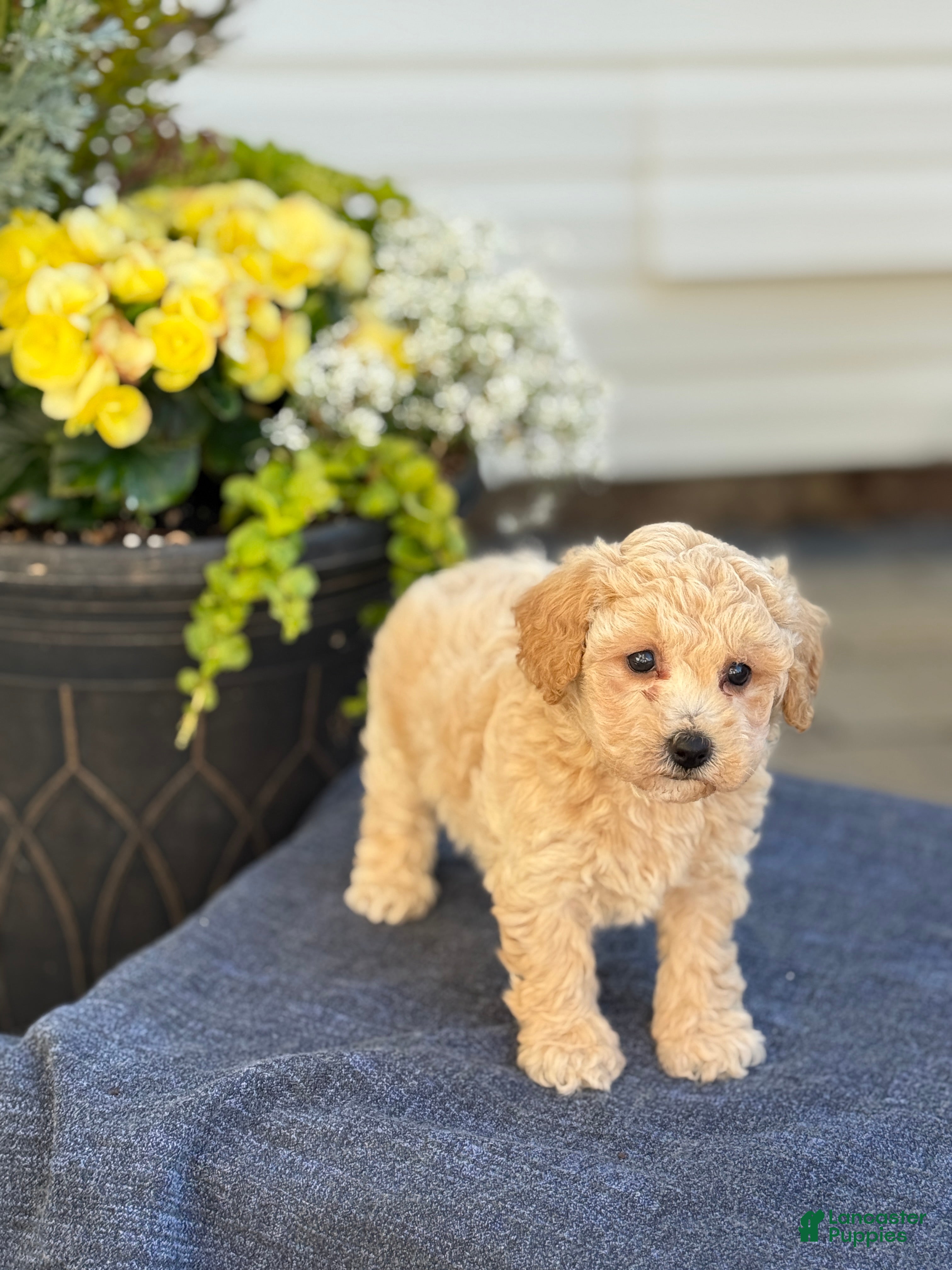 Bichpoo dogs for sale: Faye - Ad 12