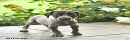 German Shorthaired Pointer dogs for sale: Dandy  - Ad 4