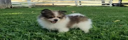Pomeranian dogs for sale: Mojo - Ad 5