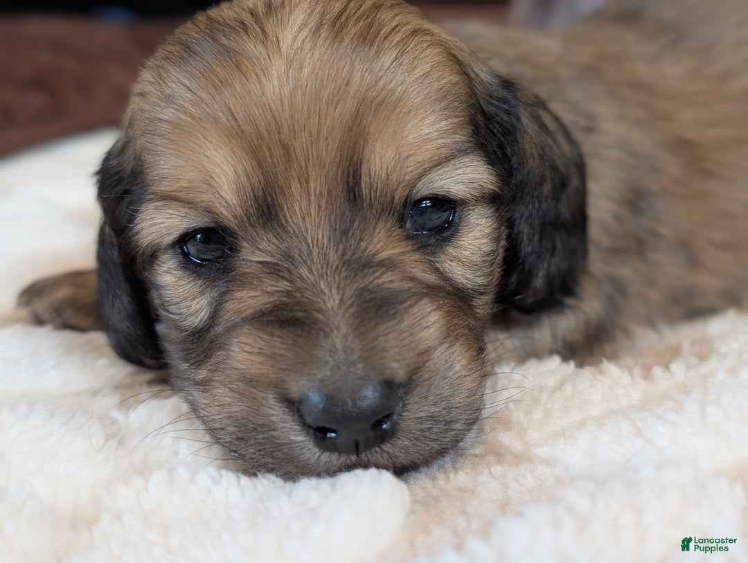 Miniature Dachshund dogs for sale: Hickory - Ad 1