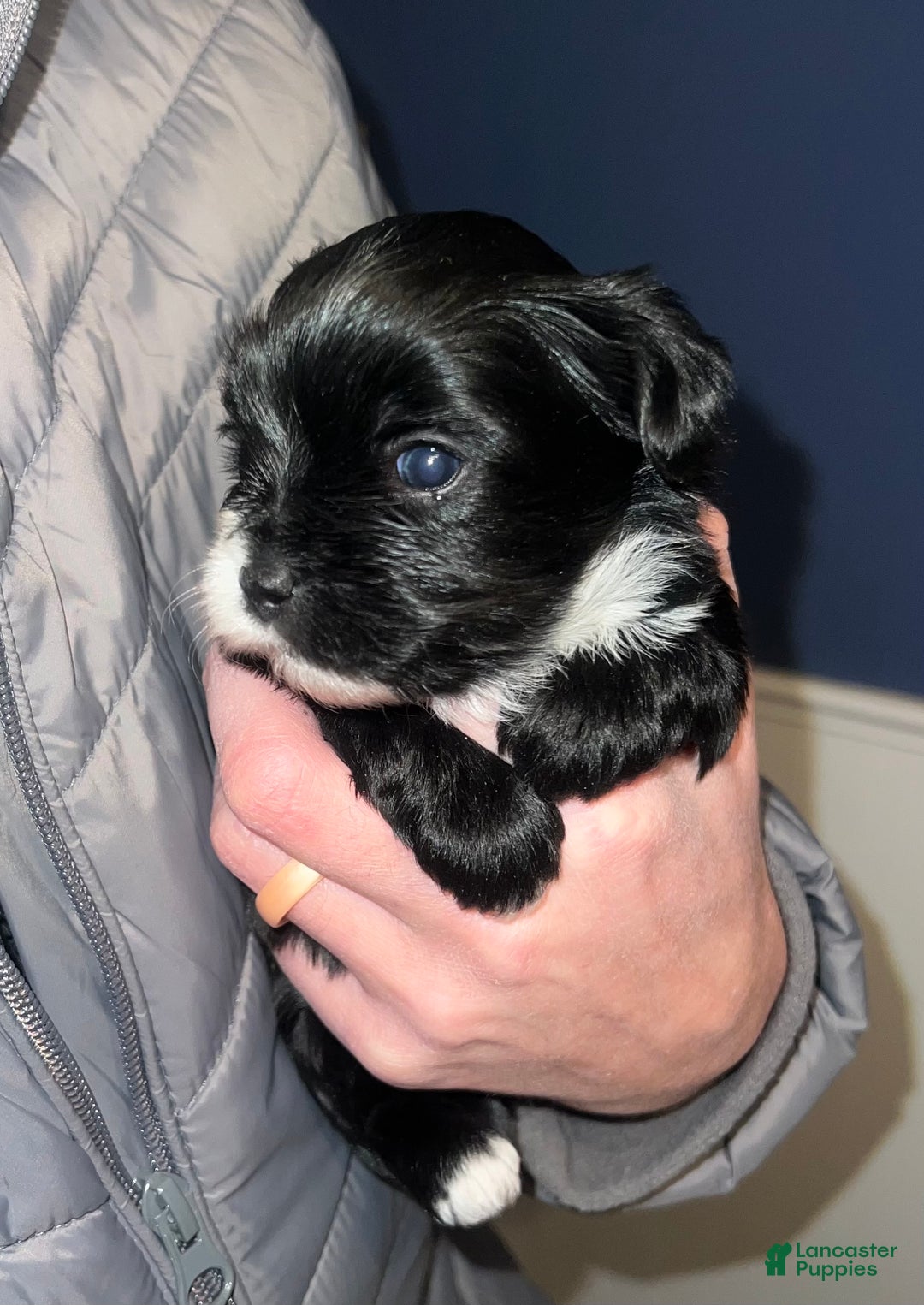 Yorkshire Terrier dogs for sale: Black Female - Ad 2