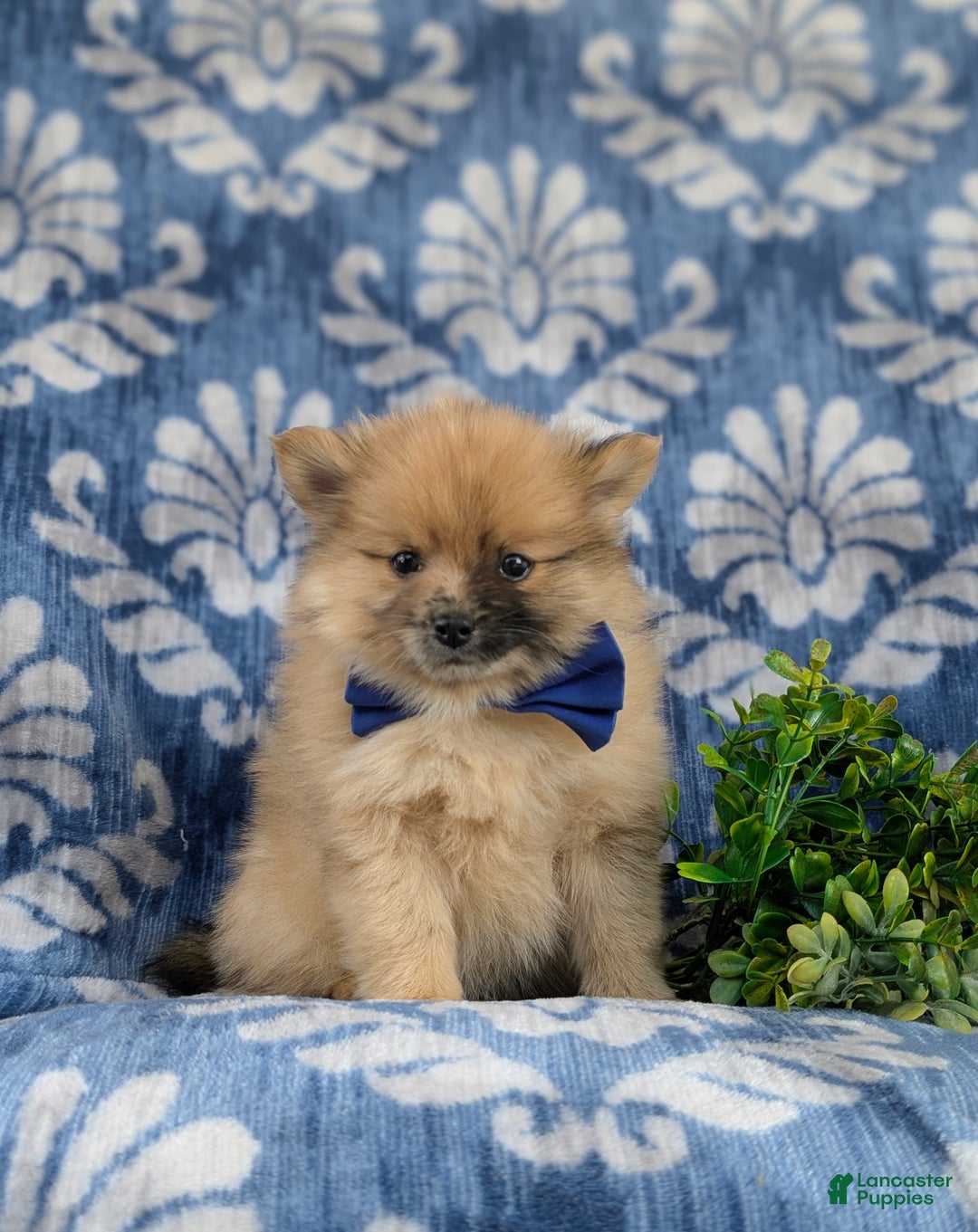 Pomeranian dogs for sale: Rafe - Ad 3