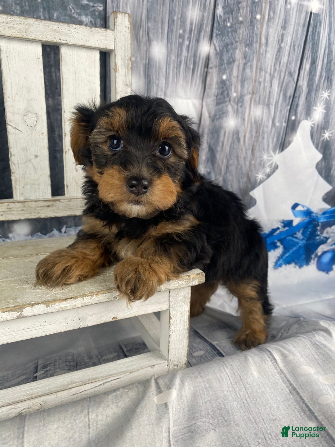 Yorkiepoo dogs for sale: Lacey - Ad 5