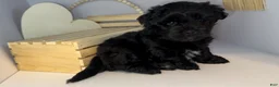 Mixed Breed dogs for sale: Duke - Ad 3