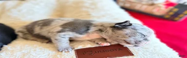 Frenchton Puppy 3 (walker)