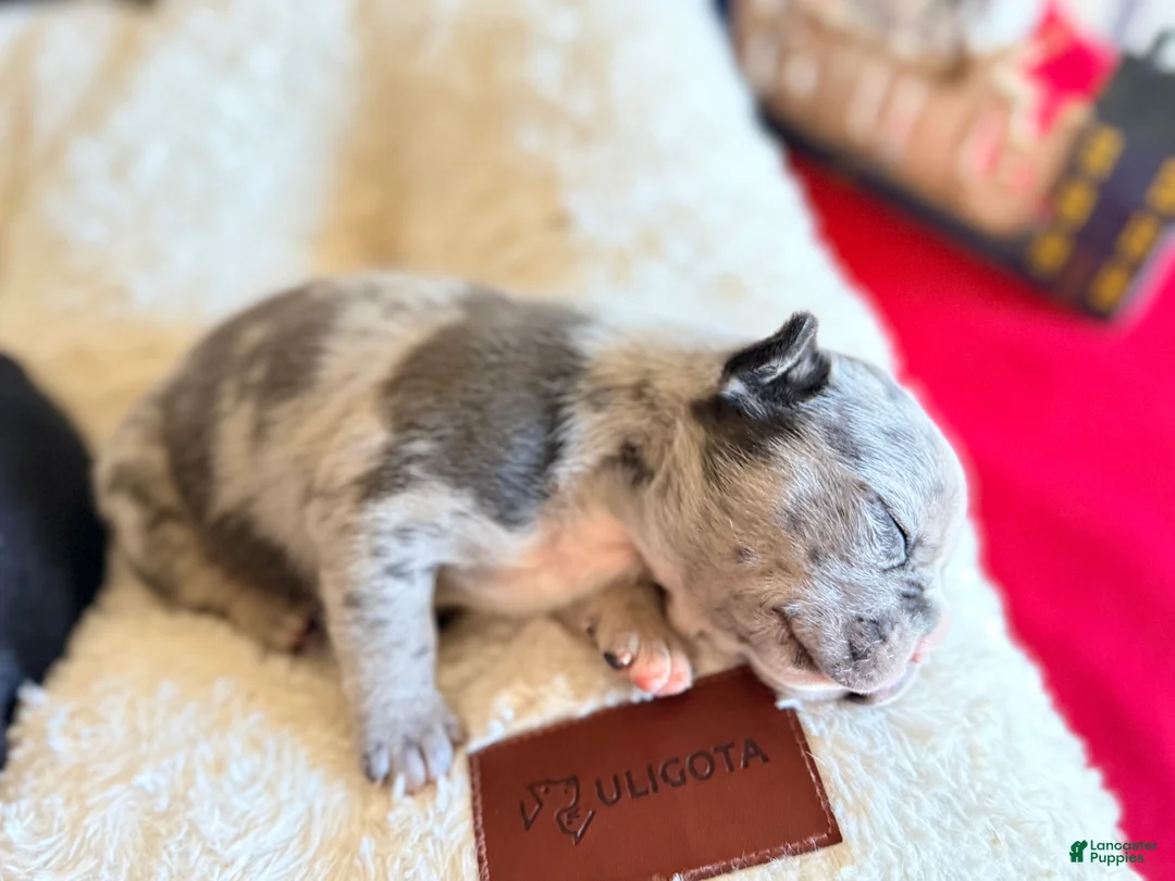 Frenchton dogs for sale: Frenchton Puppy 3 (walker) - Ad 2