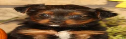 Yorkshire Terrier dogs for sale: Kimber - Ad 9